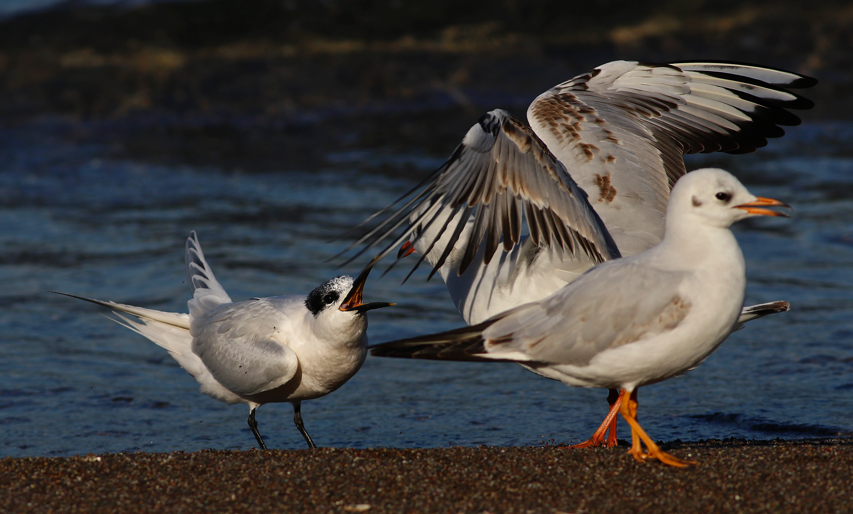 Sandwich Tern